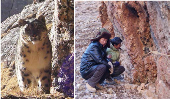 Setting up snow leopard camera traps